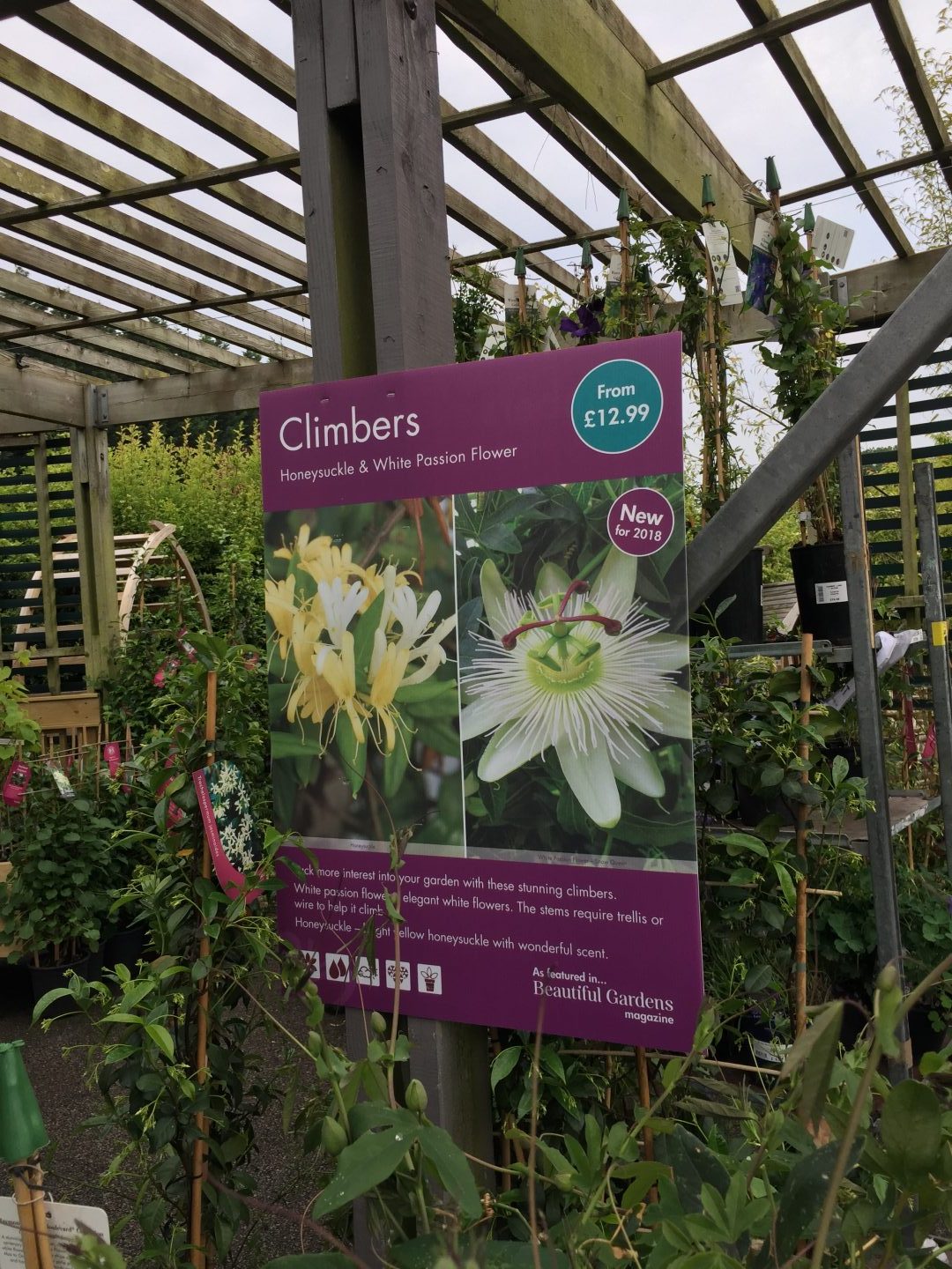 Passiflora Snow Queen Squires Garden Centre Poster Passiflora Snow Queen Squires Garden Centre Poster