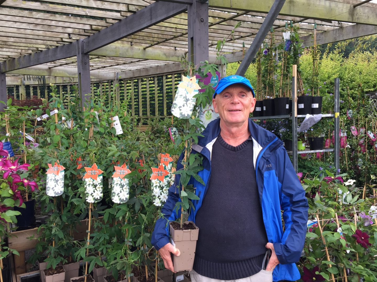 Passiflora snow queen Squires Garden Centre Passiflora snow queen Squires Garden Centre