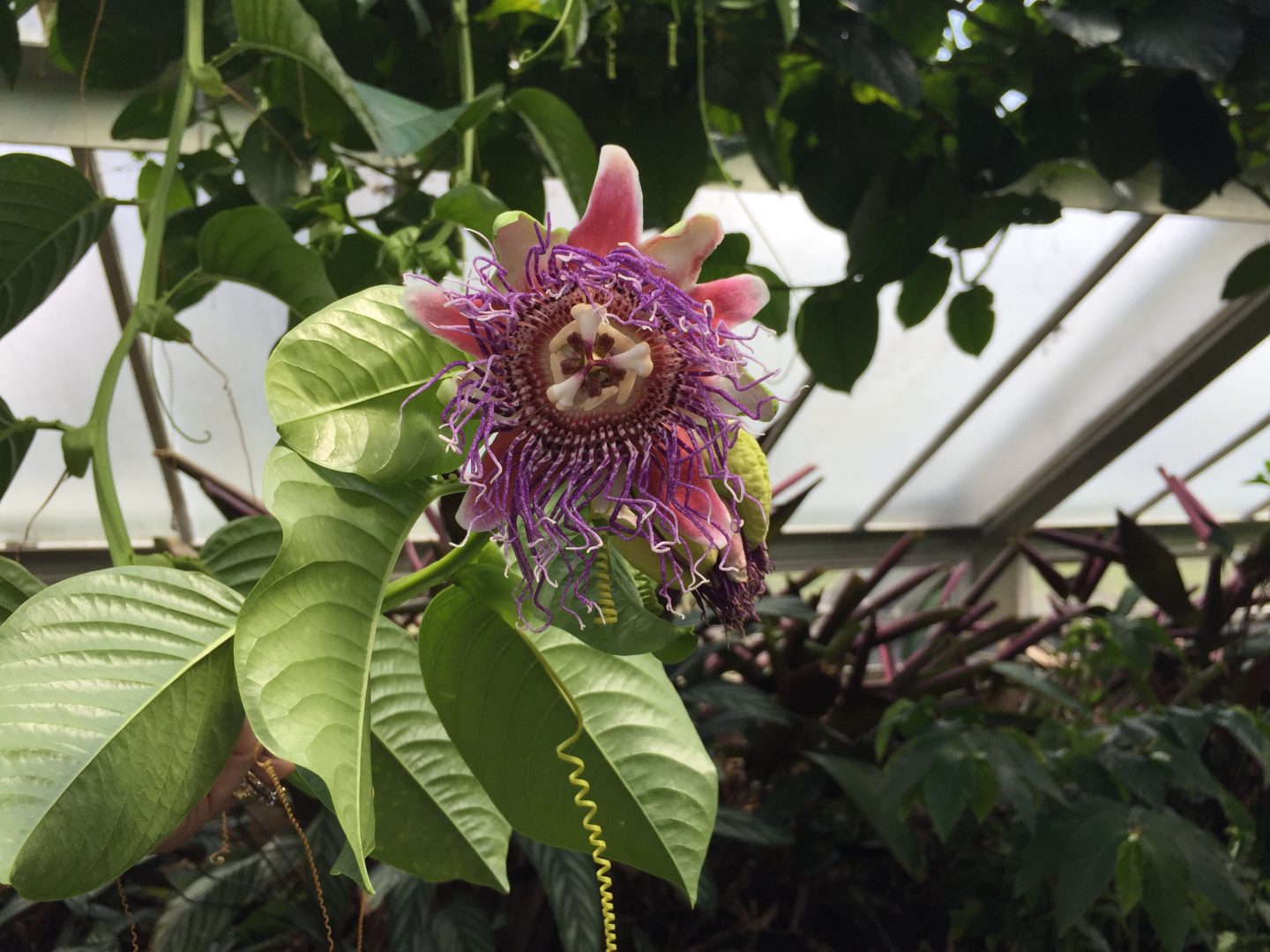 Passiflora quadrangularis flower Passiflora quadrangularis flower