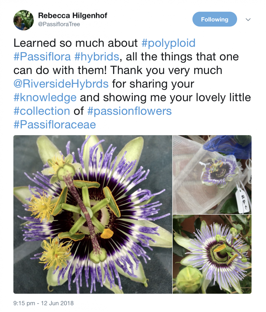 Passiflora snow queen Squires Garden Centre Passiflora snow queen Squires Garden Centre
