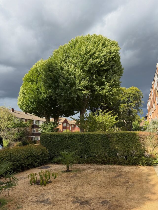 ‘Over the last three months (June, July, and August 2026), #Surbiton and the wider Greater London/Surrey area experienced an extreme flash drought, receiving virtually no meaningful rain—totalling less than 5 mm (0.2 inches) overall, with July recording a record-breaking 0 mm to 1 mm across the local Thames catchment.’

Hoping for rain.

#stormcloudsgathering #stormclouds #thunderstruck #drought