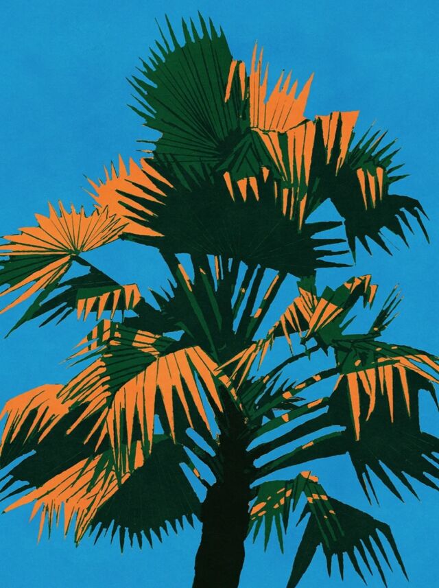 For all my plant chums that love 🌴🌴🌴. Looks like Trachycarpus fortunei to me. 🤔
Available exclusively from @blackdragonpress 

‘Palm Tree’ by Kento IIDA

Tropical vibes via Japan with the release of the latest print by Tokyo based illustrator Kento IIDA.

18” x 24” giclée print
308 gsm Hahnemühle Cotton Photo Rag
Hand numbered. Gallery stamp on the reverse
Limited Edition of 100
£60
.
.
.
.
.
#blackdragonpress #palmprint #kentoiida #kentoiidaillustrations #palmtrees