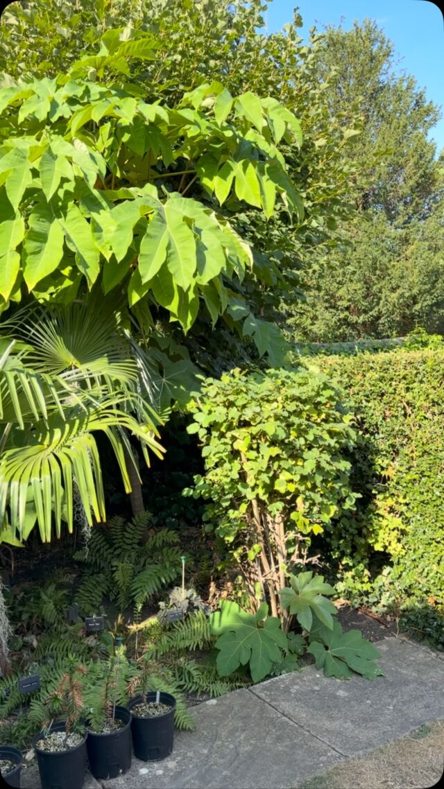 The Fernery. As @gardenodysseyrob wisely said, ‘It is not a good year for ferns’. Others however continue to thrive. The Tetrapanax papyrifer ’Rex’ looks surprisingly jolly even with just the occasional small splash of water to keep it going. It is planted with the stem/trunk in full shade and it is well established. It really is an incredible plant but always plant away from your house as the orange dusty indumentum will not do your lungs any good. I think we have had this one from Bruce @bigplantnursery for about six years. A smaller T. ‘Steroidal Giant’ from him in a more exposed position is a complete mess in comparison. #trachycarpusnujiang #trachycarpusfortunei #tetrapanax #phyllostachys #phoenixroebelenii Musa sikkimensis