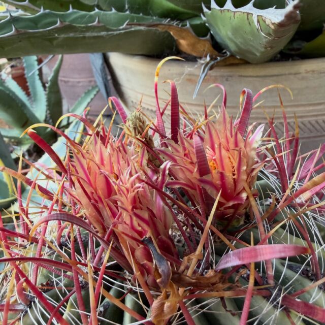 The fire barrel cactus Ferocatus gracilis var. coloratus in flower and Agave montana. Unlike others I could name, absolutely loving the hot dry summer though the Ferocactus did get a little burnt. #ferocactus #agavemontana #succulents #cacti #cactus