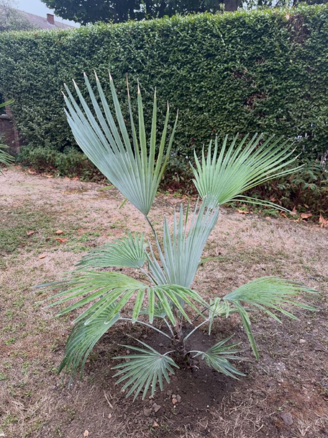 A stunning Trachycarpus princeps, the Prince of Palms, from Vic @thepalmgrower We waited a month or so before popping it into the ground because we were hoping the ground would have softened up a bit. Nope, as you can see, just like a dust bowl and solid as a rock. @bretttheoo (to whom huge thanks - like a labrador, feed him @megansrestaurants then he starts digging) somehow powered his way through planting this and a number of smaller easier ones. Well, relatively easy anyway. Before we popped it in the hole we sprinkled in some Miracle Grow granules, mycorrhizal fungus powder plus limestone granules to make it feel at home as it grows on limestone cliffs in Yunnan province in China. We then poured some water in the hole before popping the palm in. While most Trachycarpus palms are pretty indestructible, T. princeps has the reputation of being a diva, so we will see how we go.
#trachycarpus #trachycarpusprinceps #stonegatepalm #palmtree #palmtrees