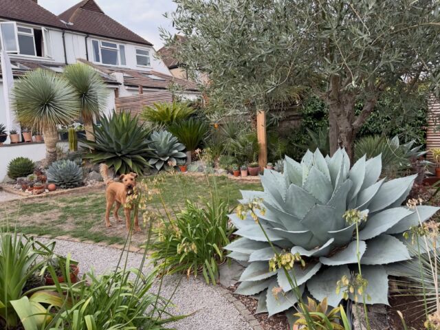 Extremely enjoyable visit to @spiky_obsession - jaw dropping as you enter the garden. I was also privileged to meet the head gardener Mutley 2.1. This is very much the garden of the future with so much arid planting. Some fantastic #agave, #aloes, #mangaves and more. I learnt a lot. #agaveovatifolia #xeriscape